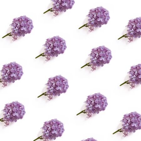 lilac branch isolated on white backgroundの写真素材