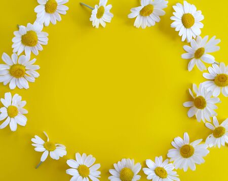 daisy flower on a colored backgroundの写真素材