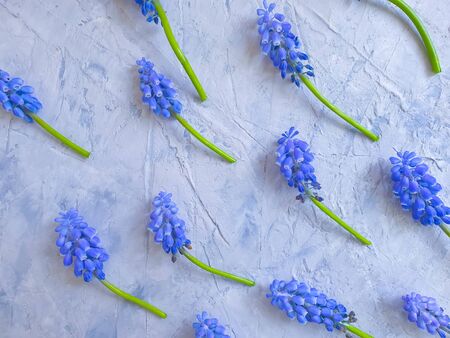 blue flowers on concrete backgroundの写真素材