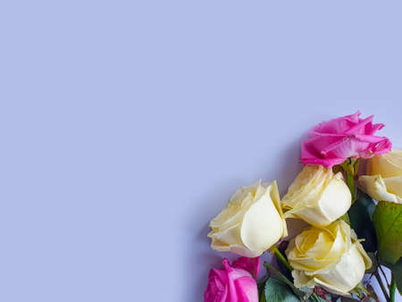 flower rose frame on colored backgroundの写真素材