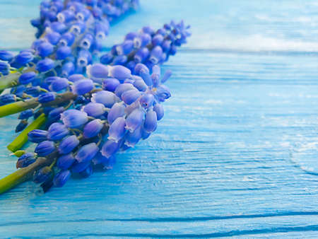 blue flowers on wooden backgroundblossom
