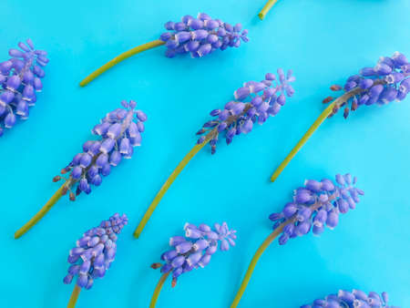 blue flowers on colored background frameの写真素材