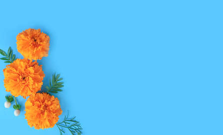 orange flowers on a colored background frame