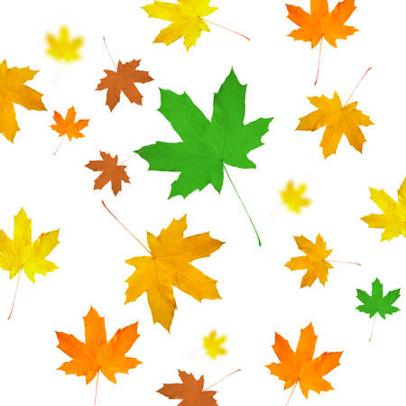 maple leaf isolated on white background