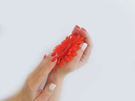 female hand manicure gerbera flowerの写真素材
