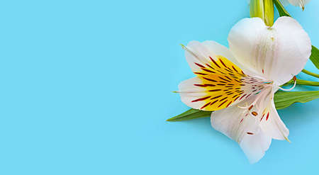 floral arrangement on colored background celebrationの写真素材