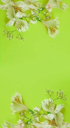 floral arrangement on colored background celebrationの写真素材