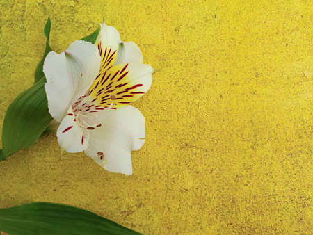 beautiful flower on a concrete background