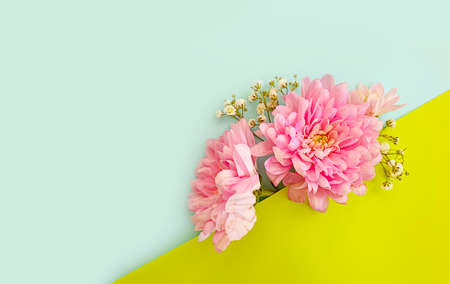 beautiful flower on a colored background, creative composition, frameの写真素材