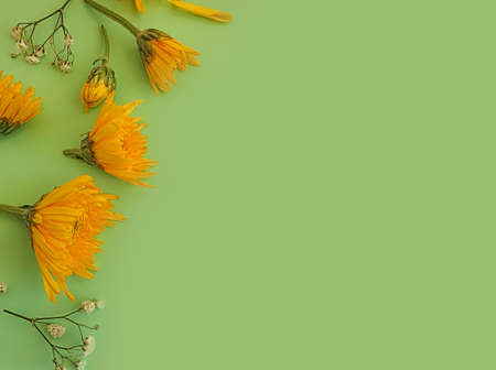 beautiful flowers on a colored background