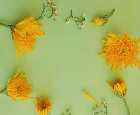 beautiful flowers on a colored backgroundの写真素材