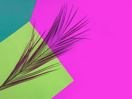 tropical leaf on colored background