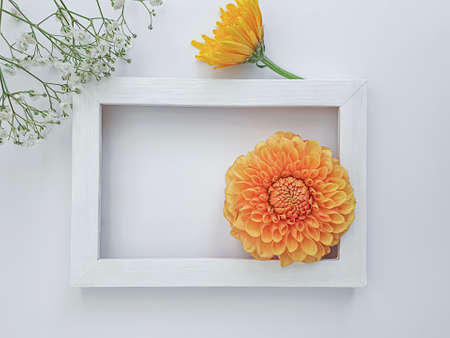 beautiful flowers on a colored background frameの写真素材