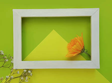 beautiful flowers on a colored background frame