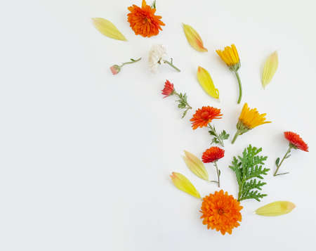 beautiful flowers on a light backgroundの写真素材