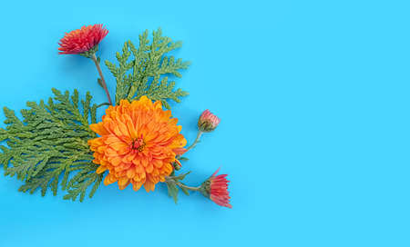beautiful flowers on a colored background