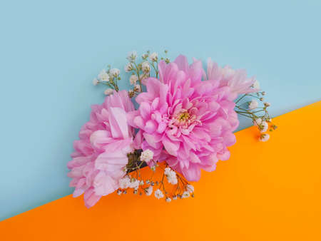 beautiful flowers on a colored backgroundの写真素材