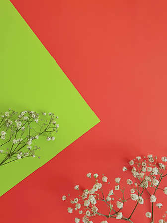 gypsophila flower on a colored background decorationの写真素材