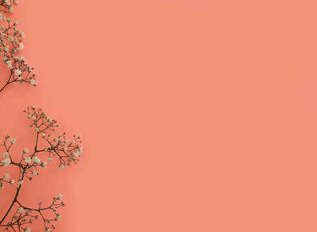 gypsophila flower on a colored background