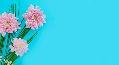 beautiful flowers on colored background, frameの写真素材