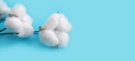 cotton flower pink colored backgroundの写真素材