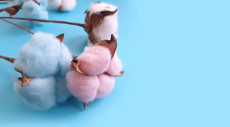 cotton flower pink colored background