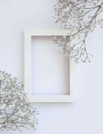 gypsophila flower on a colored background decorationの写真素材