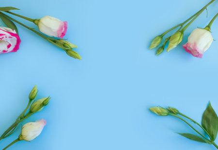 eustoma flower on a colored background summerの写真素材