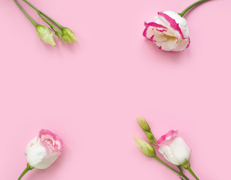 eustoma flower on a colored background summerの写真素材