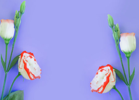 eustoma flower on a colored background