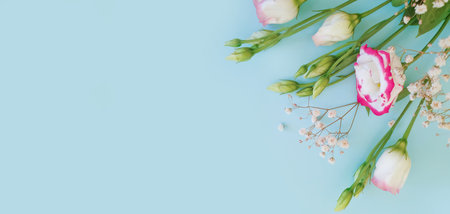 eustoma flower on a colored backgroundの写真素材