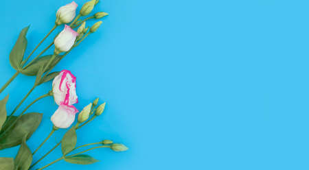 beautiful flowers on colored background holiday, birthday