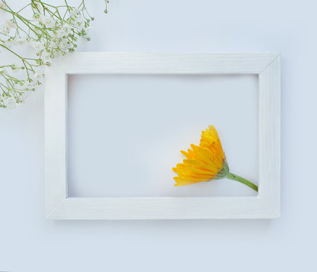 beautiful flowers on colored background holidayの写真素材
