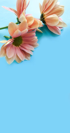 chrysanthemum flower on a colored background frameの写真素材