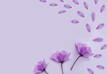 chrysanthemum flower on a colored background beautifulの写真素材