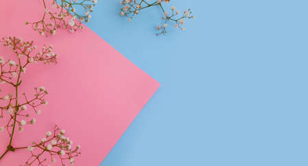 gypsophila flower on colored background , beautyの写真素材