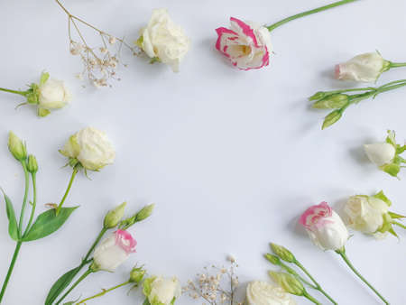 eustoma flower on a colored background creativeの写真素材