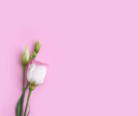 eustoma flower on a colored background creativeの写真素材