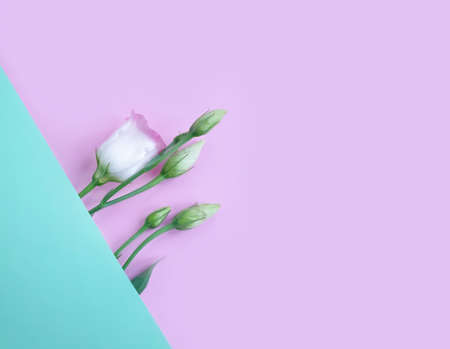 eustoma flower on a colored background creative