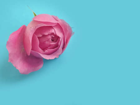 flower on colored background spring, decorationの写真素材