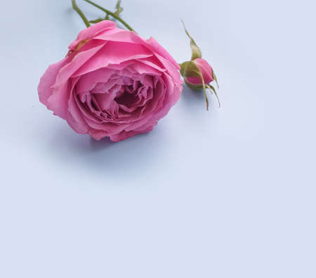 flower on colored background spring, decorationの写真素材