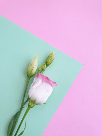 eustoma flower on a colored background creativeの写真素材