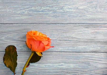 flower rose on wooden background frameの写真素材