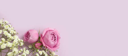 flower rose on a colored background frameの写真素材