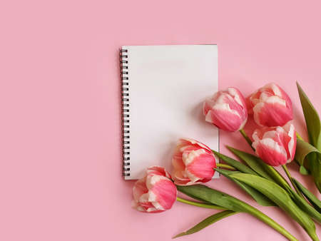 female hands holding a bouquet of tulips on a colored background