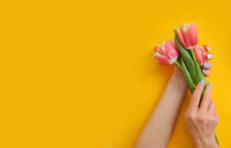 female hands holding a bouquet of tulips on a colored background