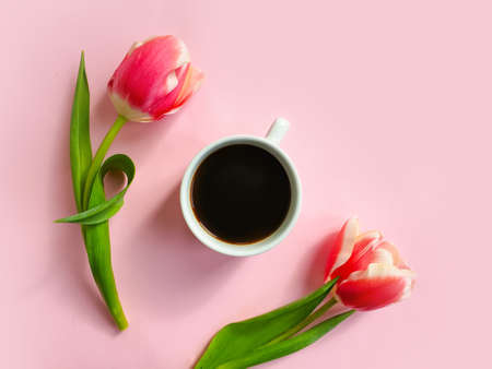 cup of coffee. tulip flower on colored backgroundの写真素材