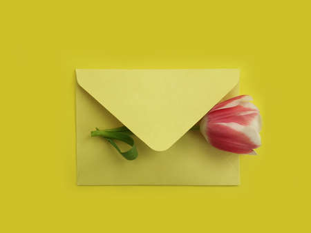 envelope of flowers tulip on a colored backgroundの写真素材