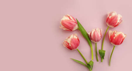 tulip flower on a colored background
