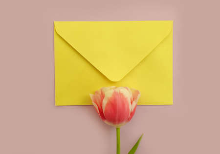 envelope of flowers tulip on a colored backgroundの写真素材